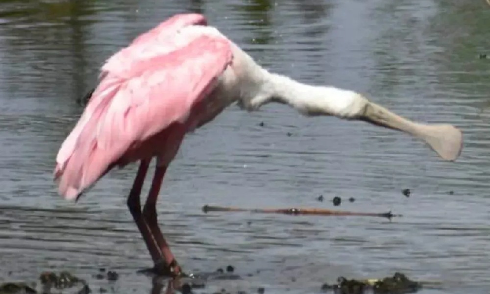 bird
